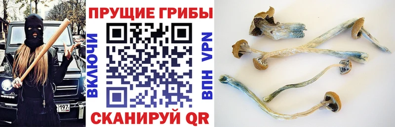 Галлюциногенные грибы Magic Shrooms  Купить где  Бузулук 